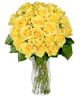 Yellow Sunshine Roses