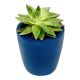 Mini Echeveria Succulent 