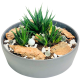 Haworthia Succulent Planted Bowl