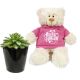 Happy Birthday Bear with Succulent Plant